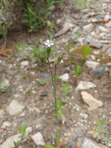 Silene drummondii ssp. striata
