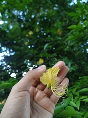 Swartzia