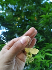 Swartzia