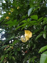 Swartzia