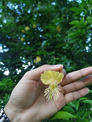 Swartzia