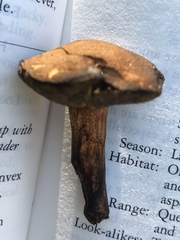 Tylopilus pseudoscaber