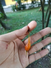 Swartzia