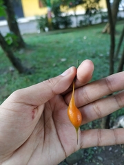 Swartzia