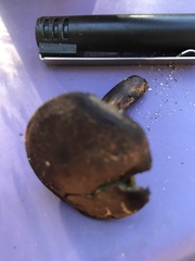 Tylopilus pseudoscaber