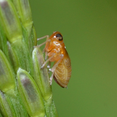 Flavoclypeus andromedus