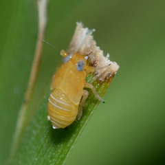 Flavoclypeus andromedus