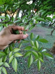 Swartzia