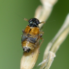 Flavoclypeus andromedus