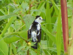 Fluvicola pica