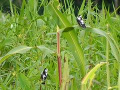 Fluvicola pica