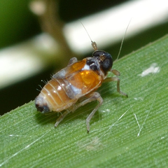 Flavoclypeus andromedus