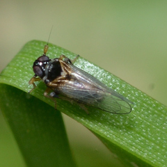 Flavoclypeus andromedus