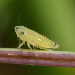 Graminella villica