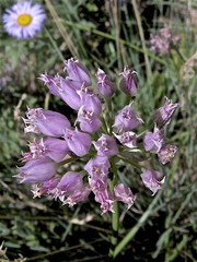 Allium geyeri