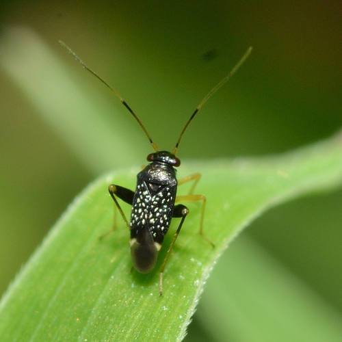 Microtechnites bractatus (Say, 1832)