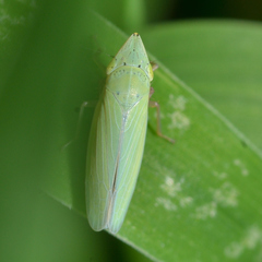 Draeculacephala balli