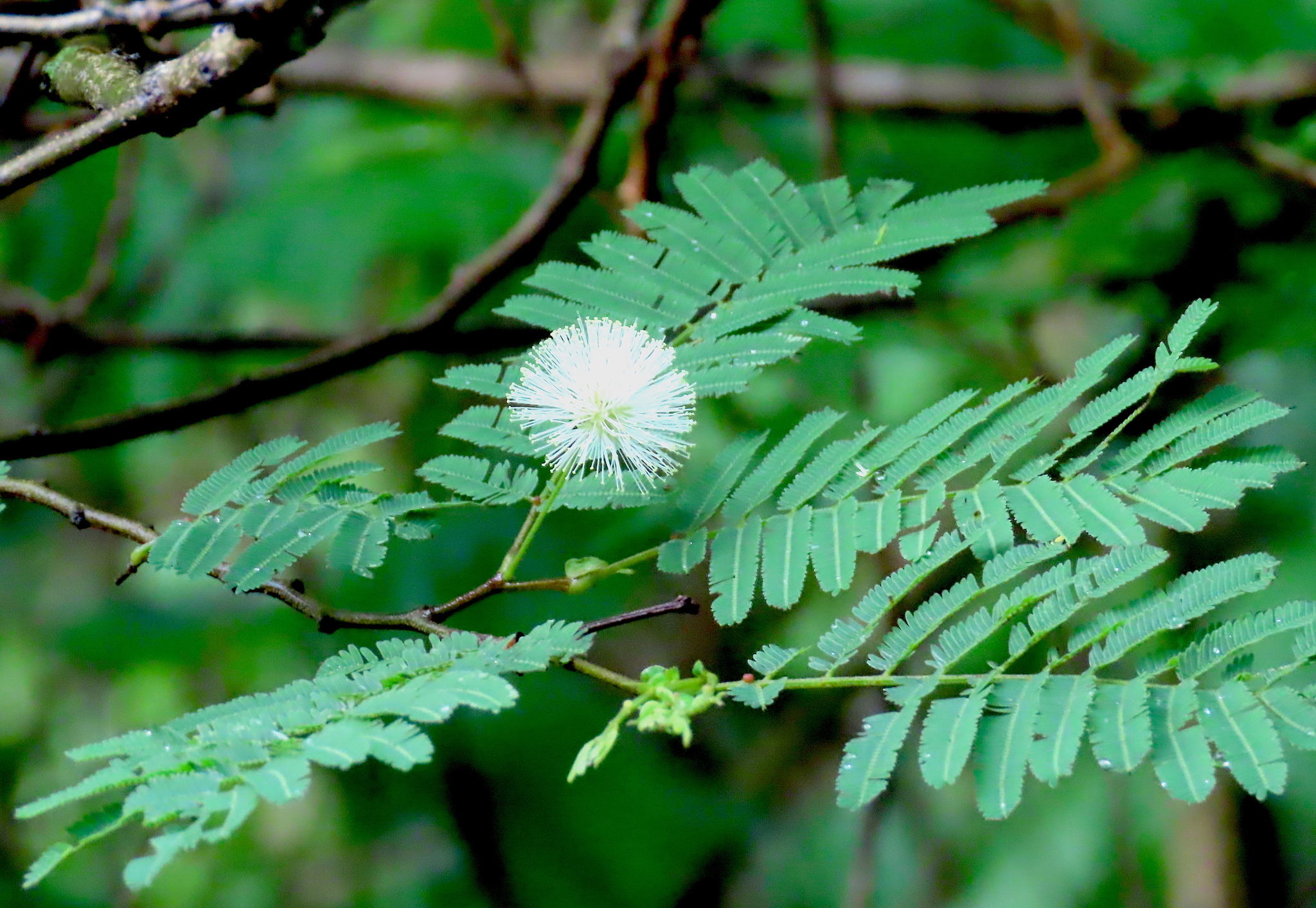 Lysiloma divaricatum