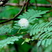 Lysiloma divaricatum - Photo (c) Carlos Palomera, μερικά δικαιώματα διατηρούνται (CC BY-NC-ND), uploaded by Carlos Palomera