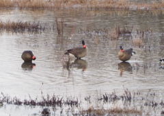 Branta canadensis occidentalis