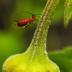 Uroleucon obscuricaudatum