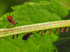 Uroleucon obscuricaudatum