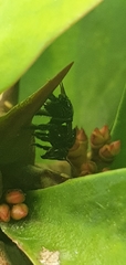 Scaptotrigona mexicana
