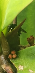 Scaptotrigona mexicana
