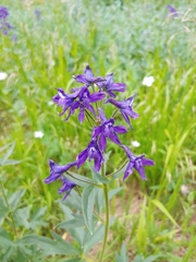 Delphinium barbeyi