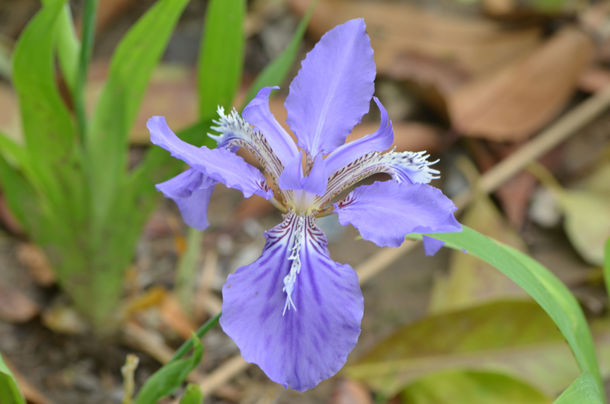 Iris tectorum