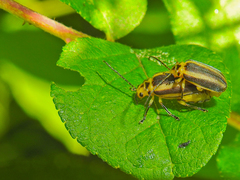 Derospidea brevicollis