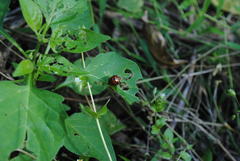 Henosepilachna vigintisexpunctata