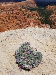 Oxytropis oreophila