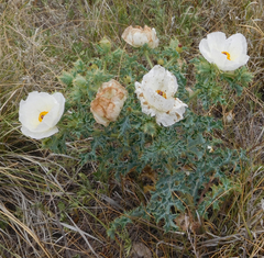 Argemone polyanthemos