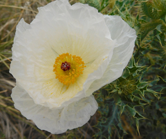 Argemone polyanthemos
