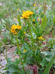 Packera dimorphophylla