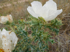 Argemone polyanthemos