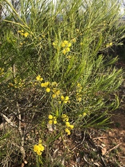 Acacia euthycarpa euthycarpa