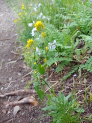 Draba aurea