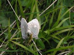Coenonympha tullia