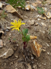 Senecio amplectens