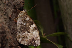 Neope goschkevitschii