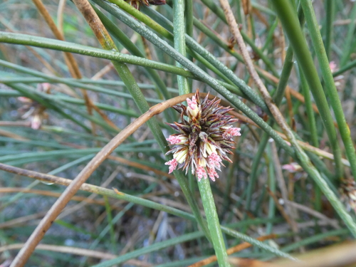 Image of Juncus breweri by (c) Aaron Liston, some rights reserved (CC BY)