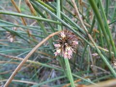 Juncus breweri