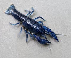 Cambarus fetzneri