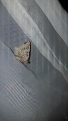 Macaria notata