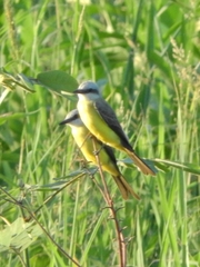 Tyrannus albogularis