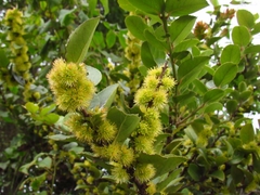 Xylosma spiculifera
