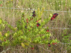 Xylosma spiculifera