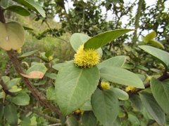 Xylosma spiculifera